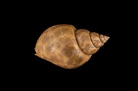 藏品(臺灣鳳螺)的圖片